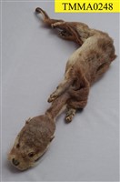 藏品(水獺)的圖片